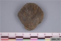 藏品(明海扇)的圖片